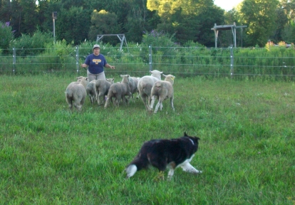 arwen border collie herding